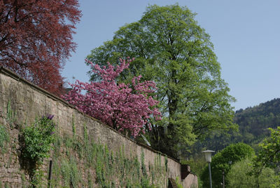 Klostermauer Image