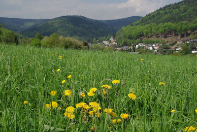 Auf dem Büchsenacker Image
