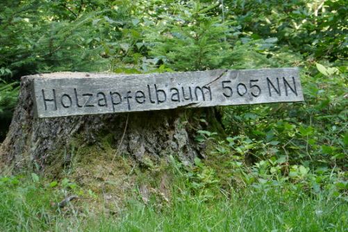 Holzapfelbaum Image